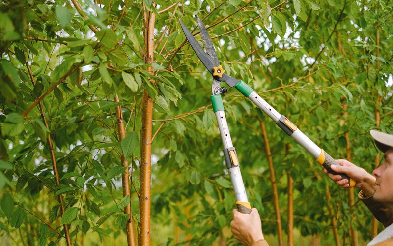 Tree trimming in Farmersburg, IA